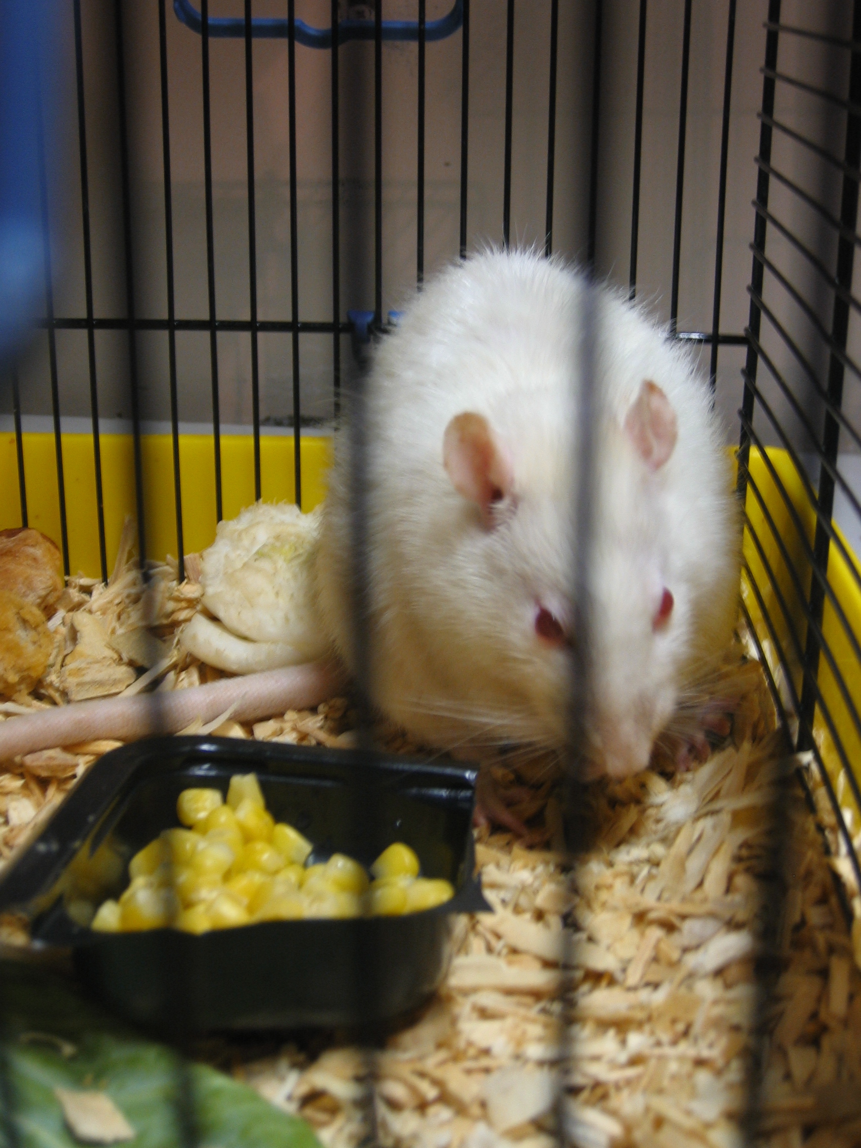 White pet rat looking through cage bars